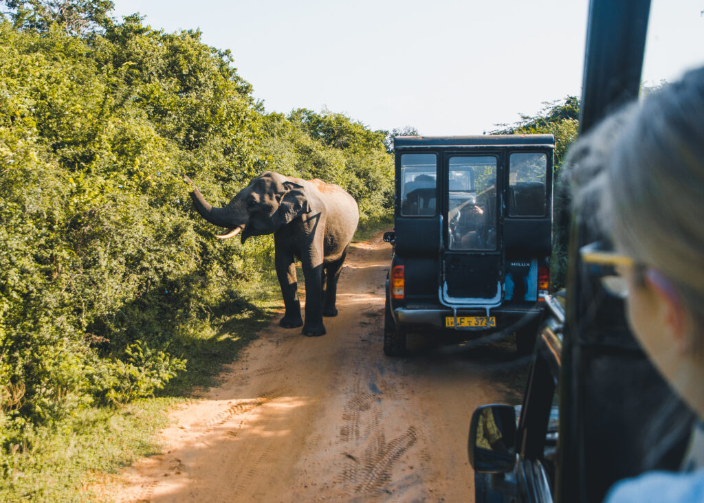 Yala Safari